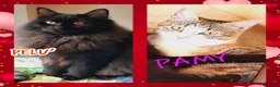 Europeo gatti in regalo: PAMY E PELU - Annuncio 2