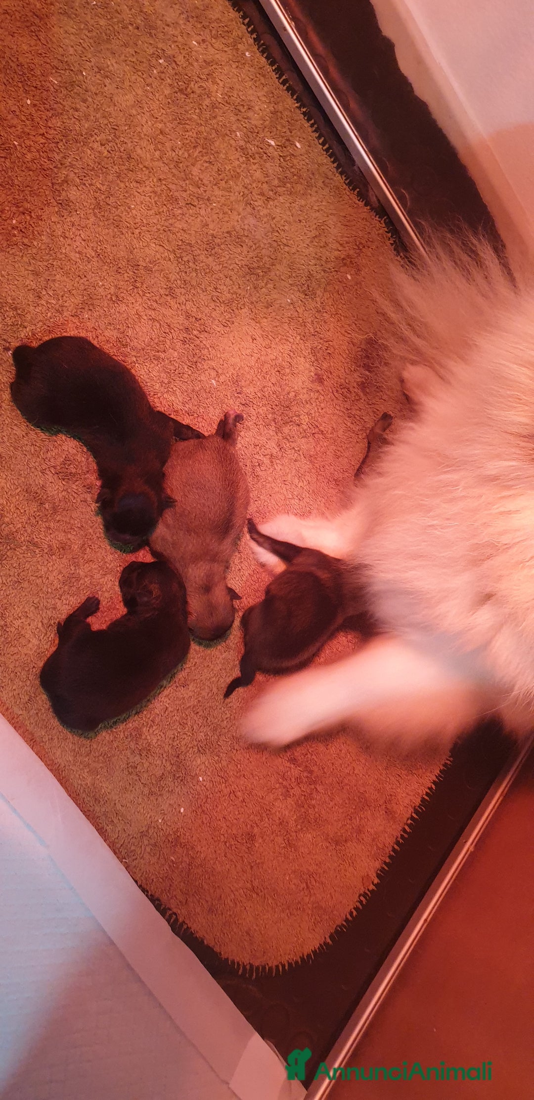 Volpino Pomerania cani in vendita: Pomerania nani  - Annuncio 7