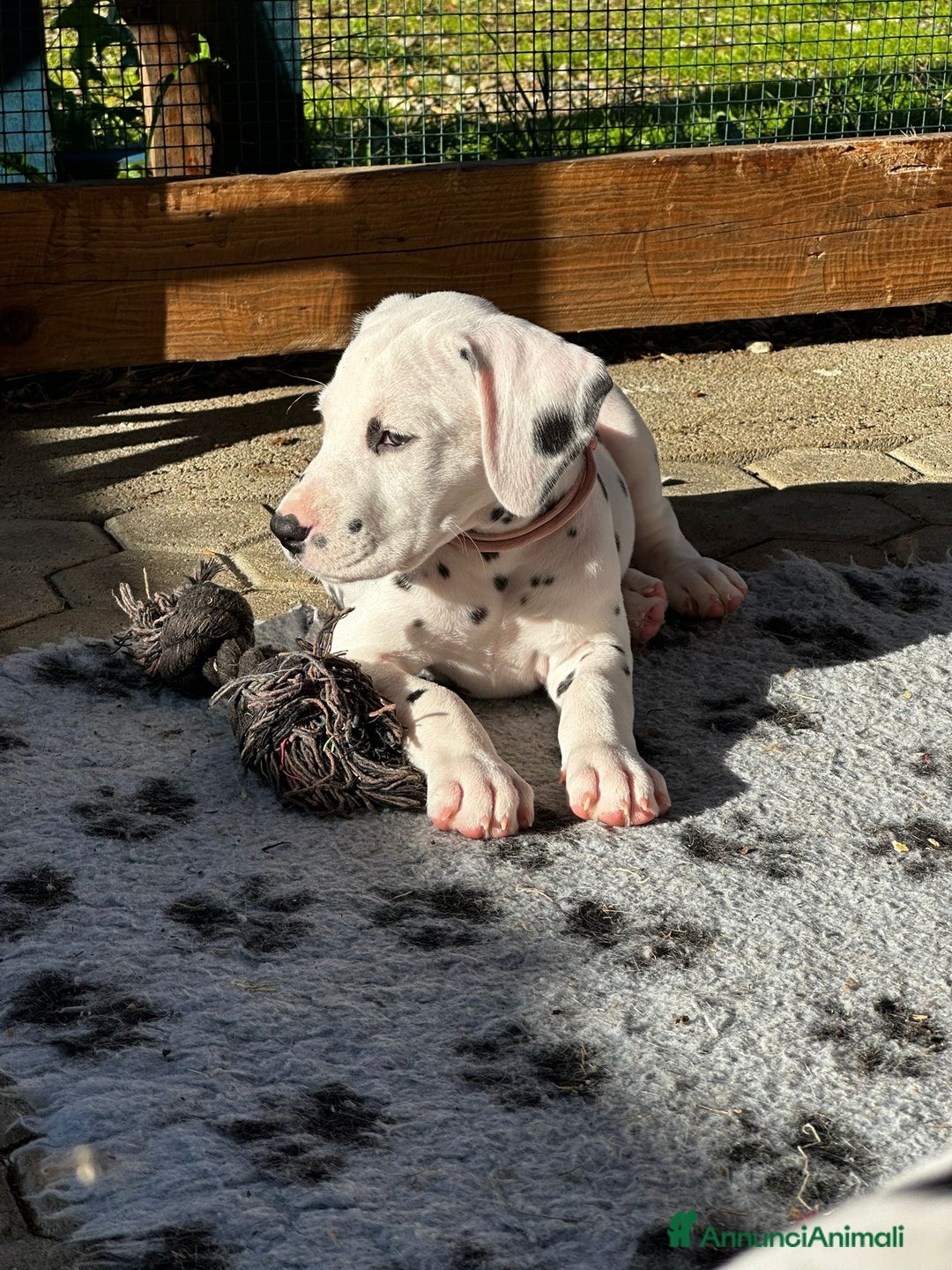 Dalmata cani in vendita: Cucciola dalmata con pedigree  - Annuncio 3