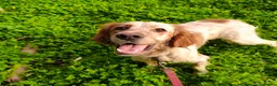 Setter Inglese cani in regalo: Bijou cerca casa 🏡 - Annuncio 14