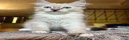 Ragdoll gatti in vendita: Cuccioli Ragdoll - Annuncio 3