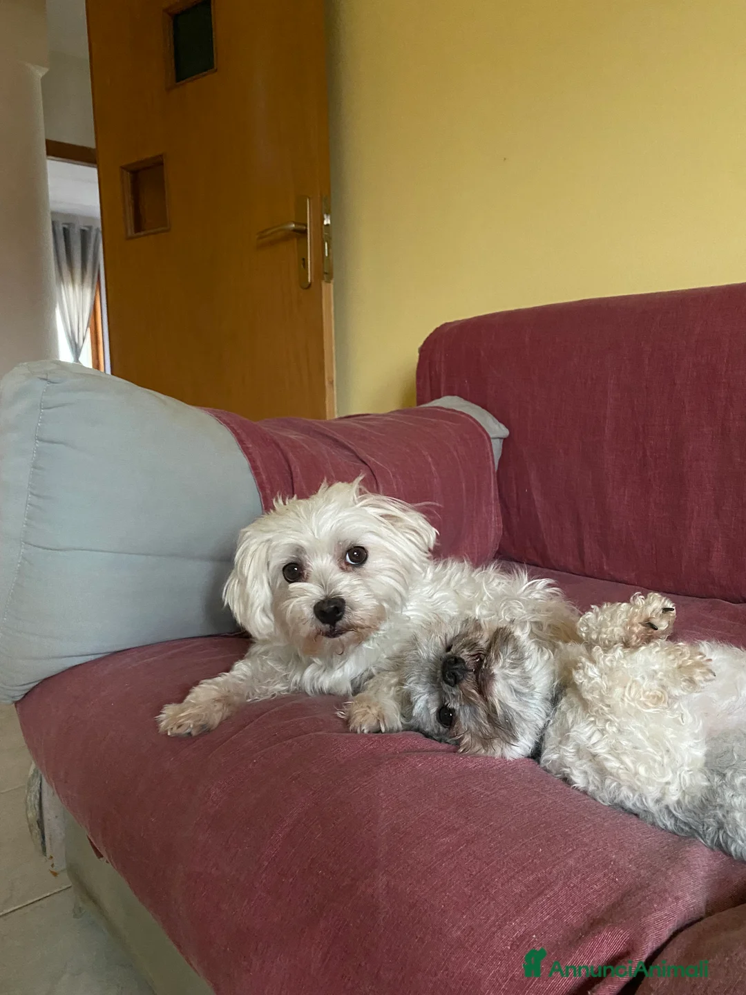 Maltipoo cani in vendita: Cuccioli maltipoo - Annuncio 13