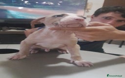 Pitbull cani in vendita: CUCCIOLI DI PITBULL a Provincia di Viterbo - Immagine 21