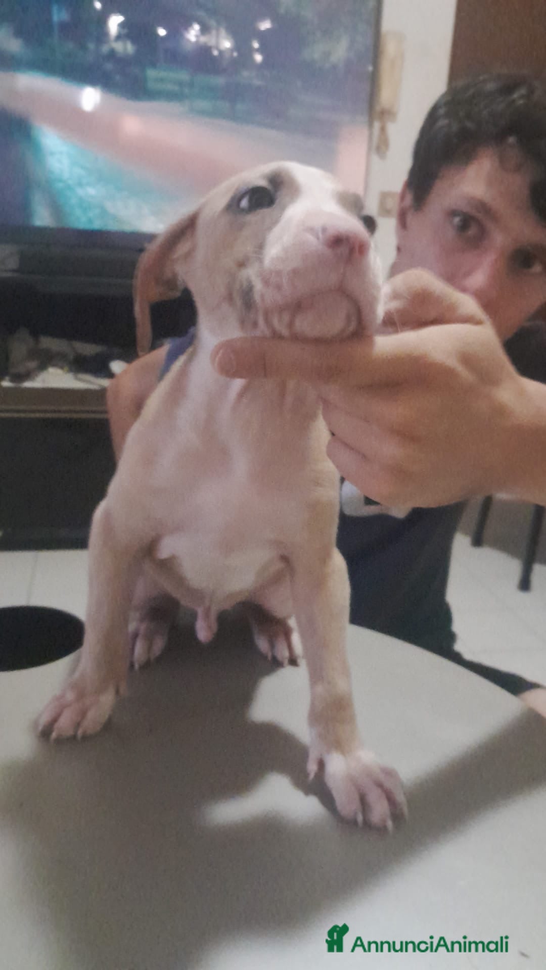 Pitbull cani in vendita: CUCCIOLI DI PITBULL a Provincia di Viterbo - Immagine 21