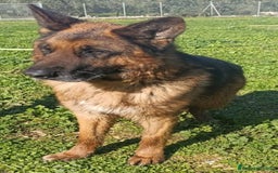 Pastore Tedesco cani in regalo: MIKE pastore tedesco educato e affettuoso a Provincia di Alessandria - Immagine 6