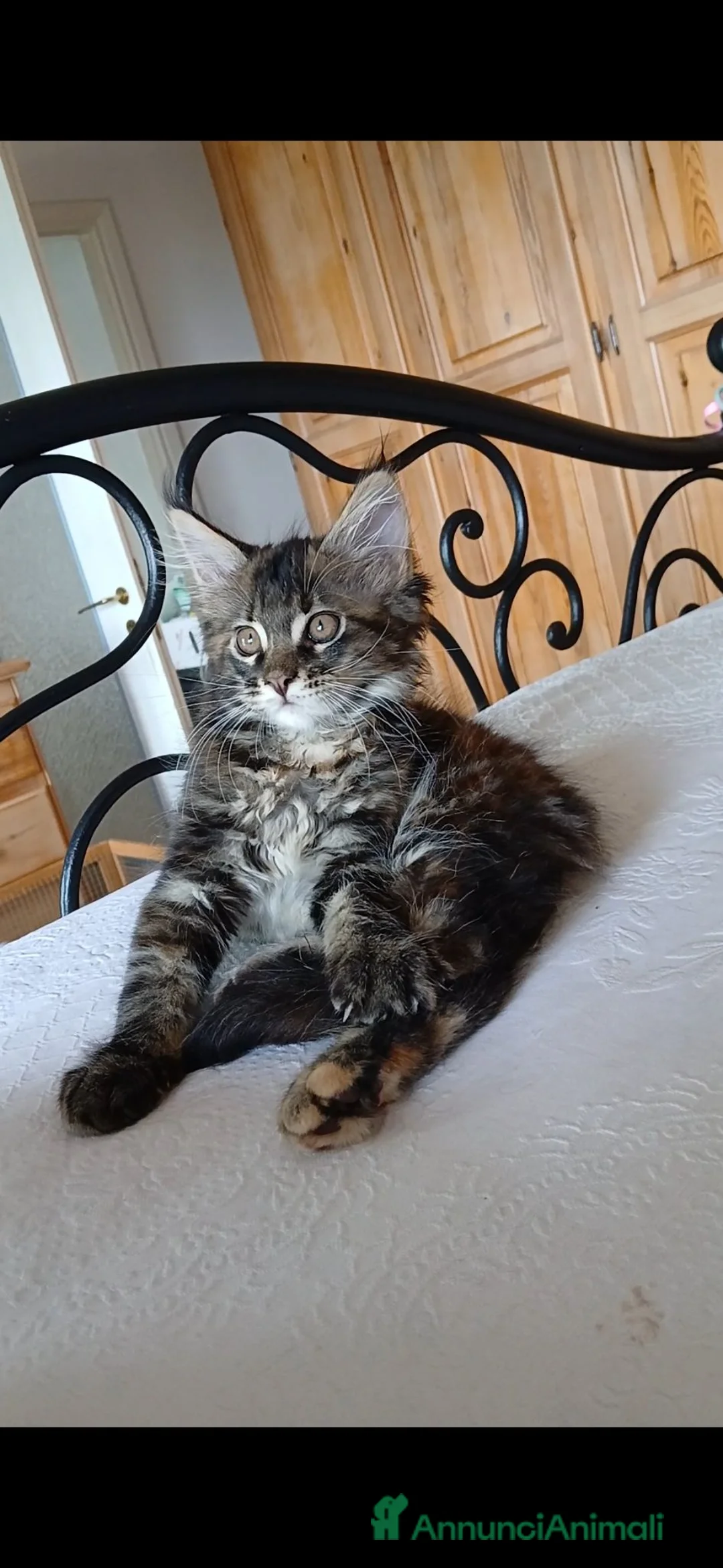 Maine Coon gatti in vendita: Ultima cucciola di Maine coon XXL - Annuncio 2