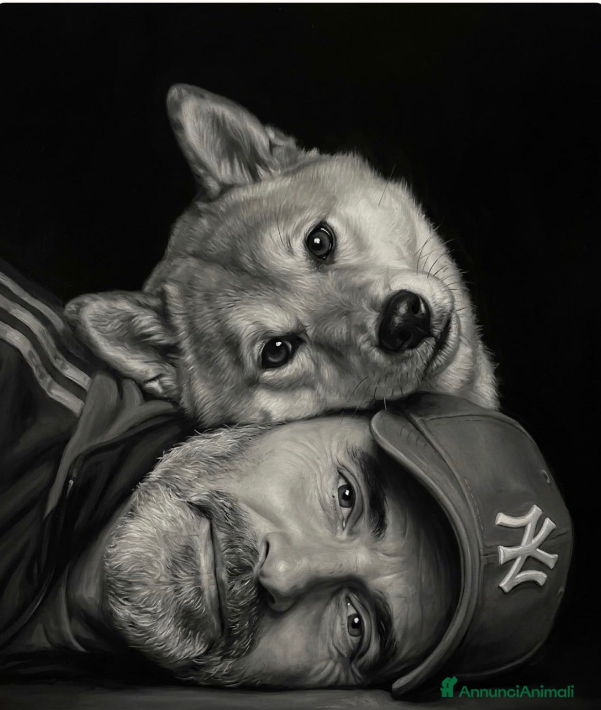 Shiba Inu cani Cerco femmina x monta - Annuncio 40