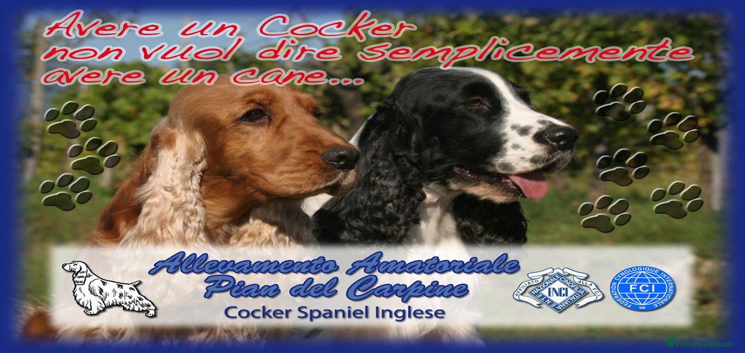 Immagine della galleria {{count}}