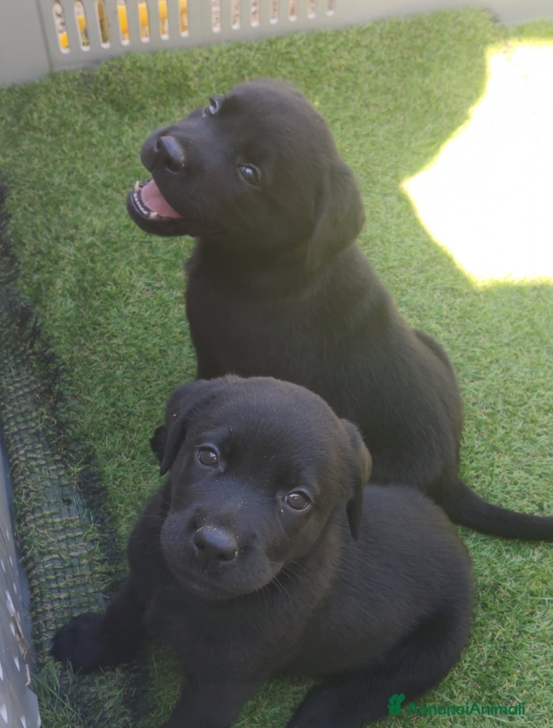 Labrador cani in vendita: Labrador retriever cuccioli  - Annuncio 2