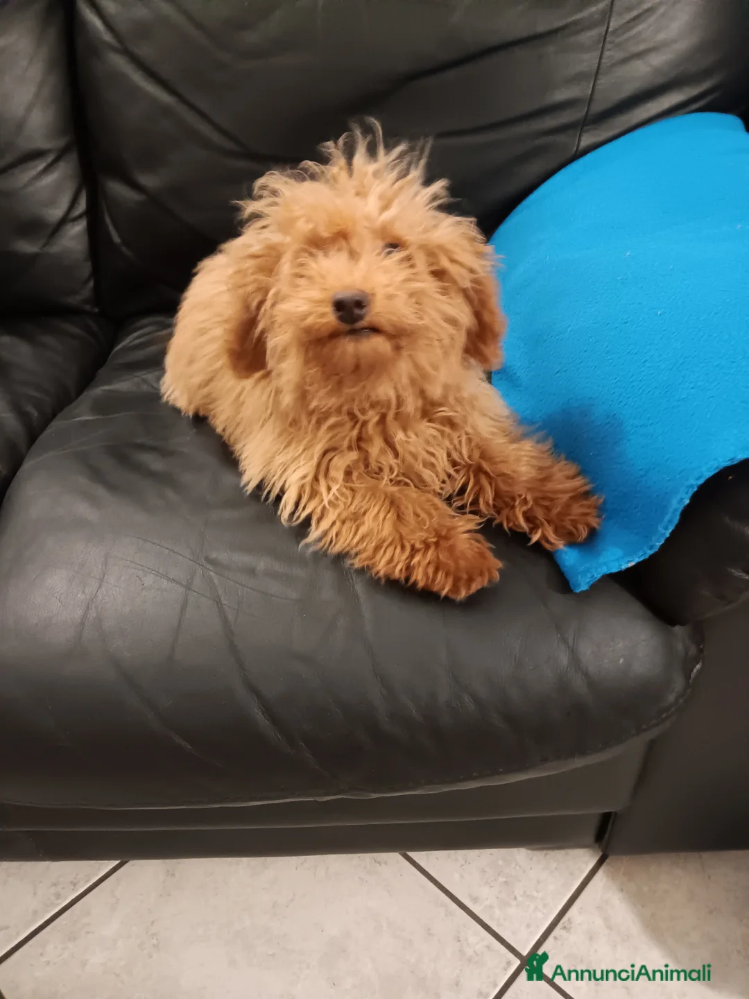 Barboncino Toy cani in vendita: Barboncino toy  - Annuncio 7