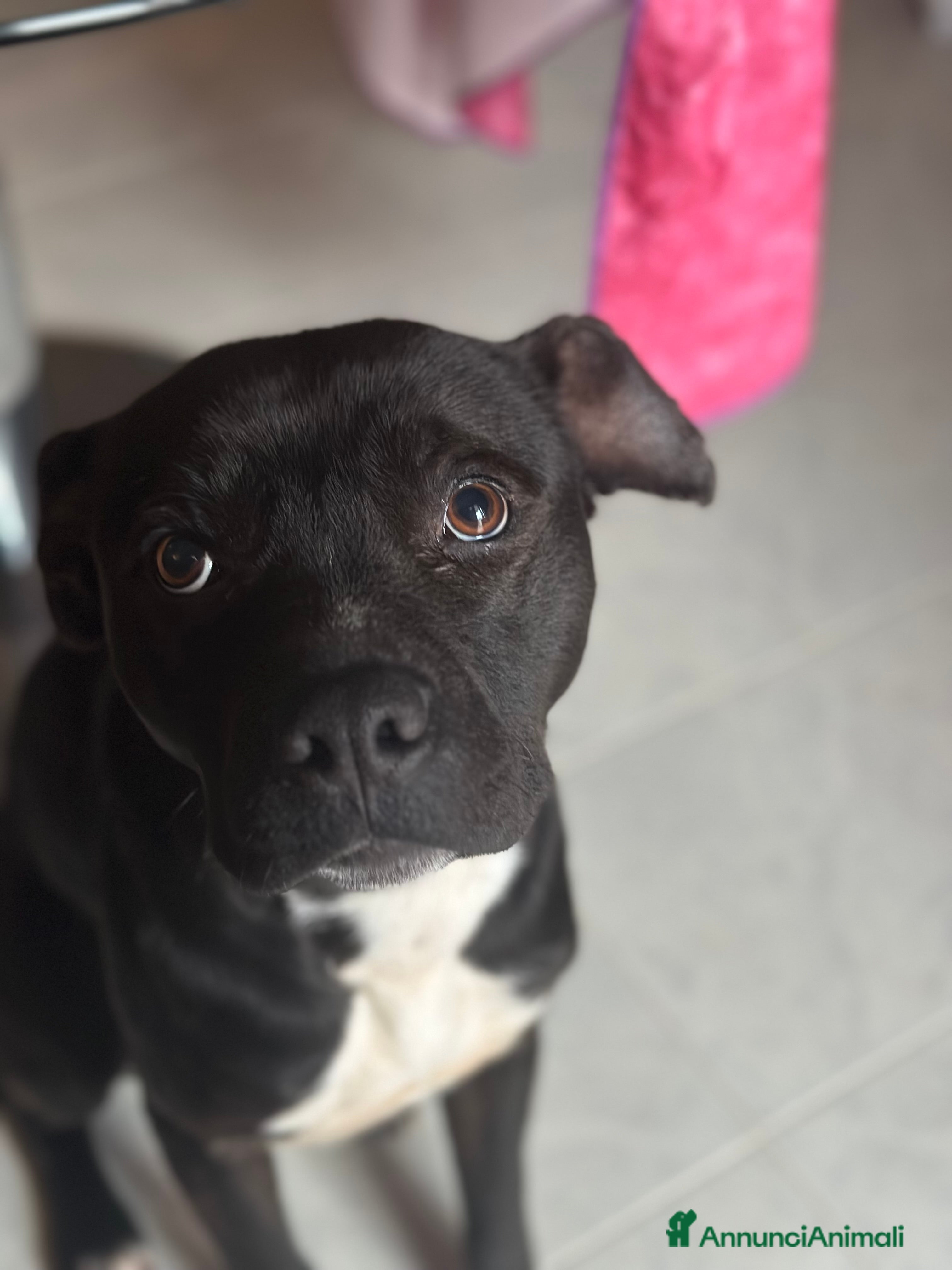 Pitbull cani Regalo Pitbull Akira 4 anni - Annuncio 9