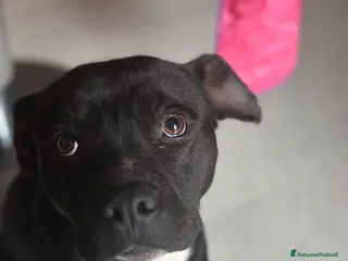 Pitbull cani Regalo Pitbull Akira 4 anni - Annuncio 9