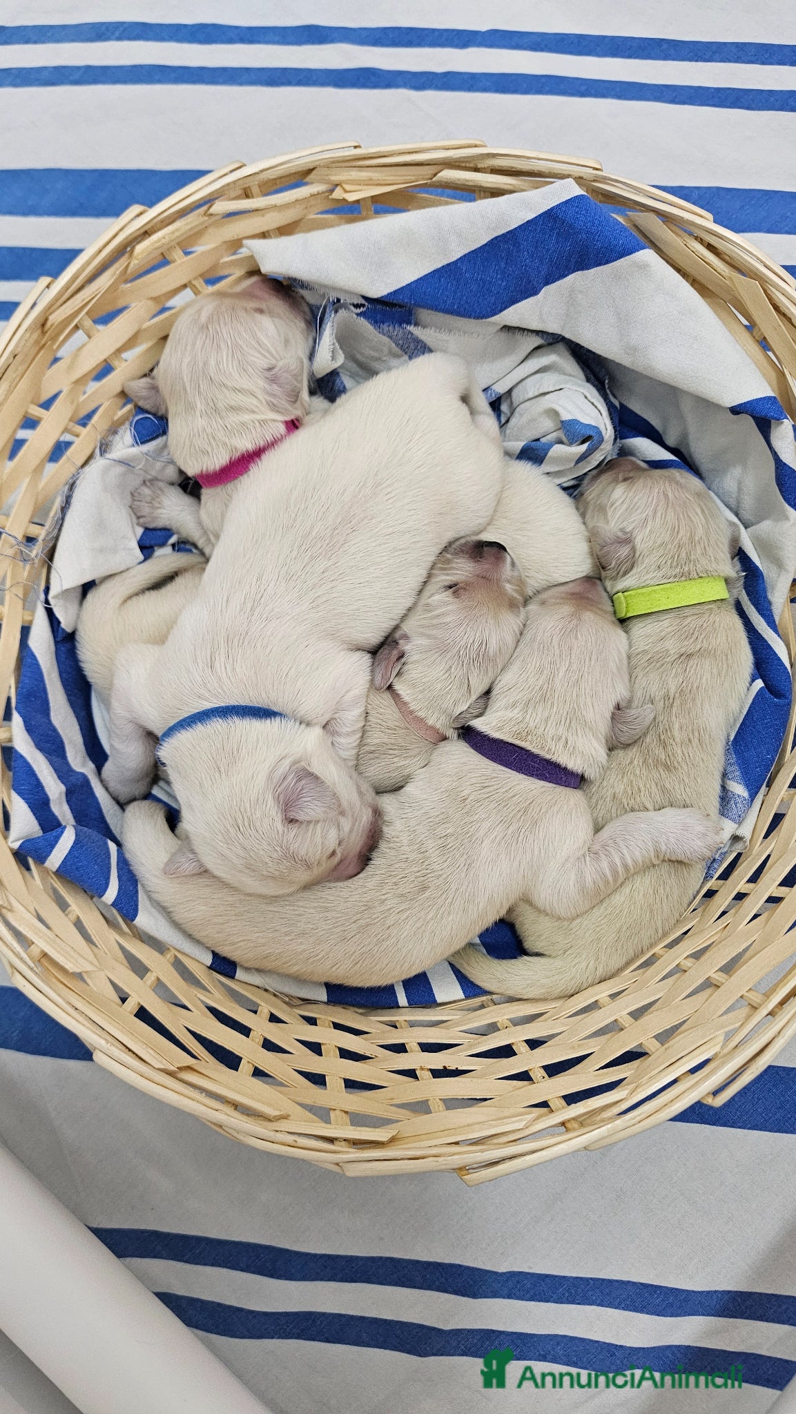 Golden Retriever cani Cuccioli di Golden Retriever disponibili - Annuncio 3