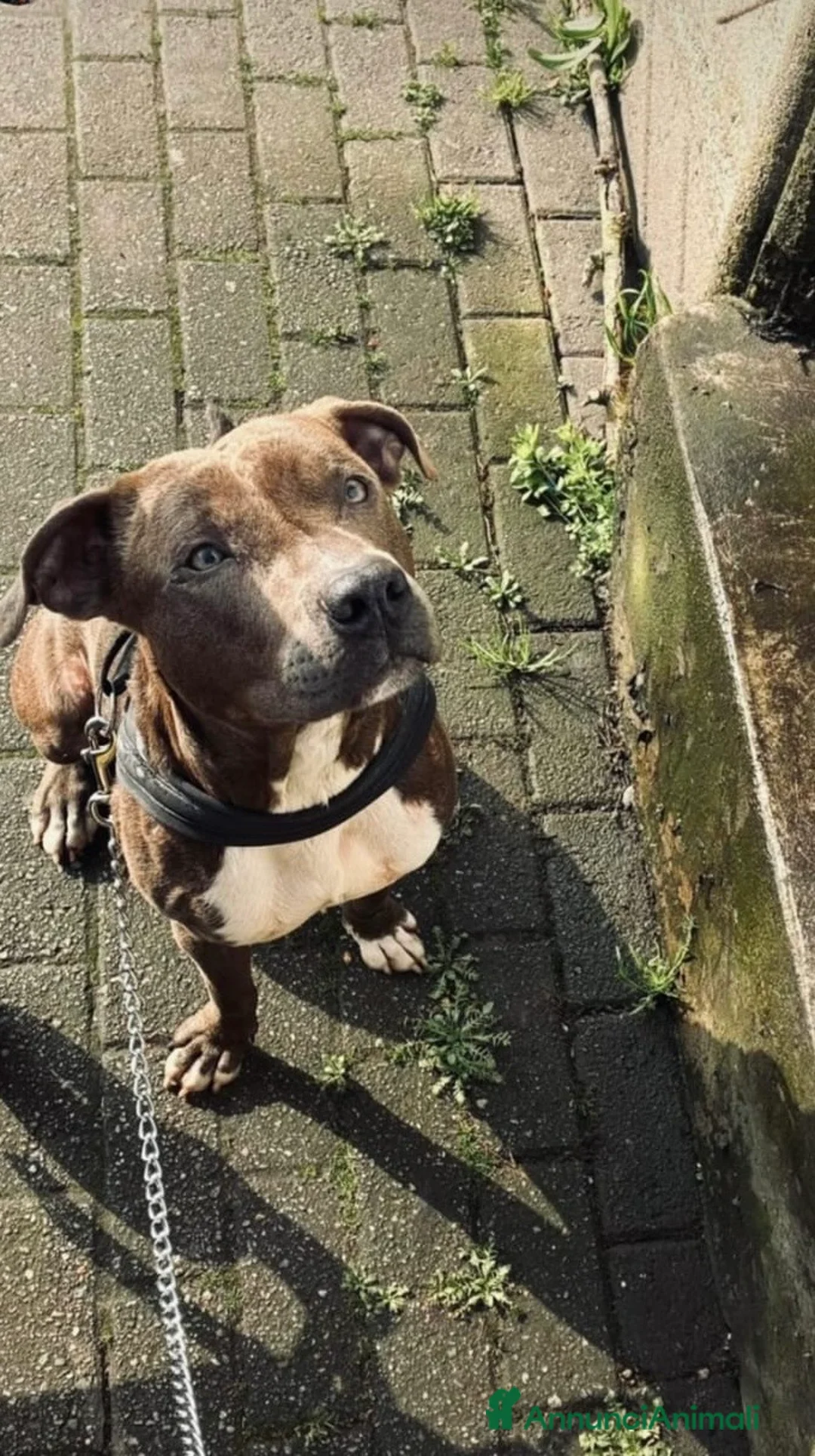 Pitbull cani in regalo: Pitbull i - Annuncio 1