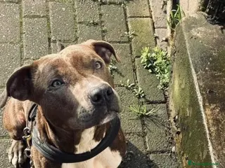 Pitbull cani Pitbull i - Annuncio 1