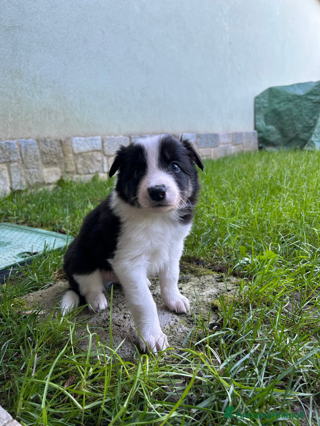 Border Collie cani in vendita: Cuccioli di Border Collie - Annuncio 5