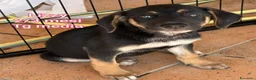 Meticcio cani in regalo: TANTI CUCCIOLI SOLI  a Provincia di Vicenza - Annuncio 6