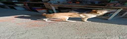 Meticcio cani in regalo: cucciolo di 7 mesi a Provincia di Crotone - Annuncio 4
