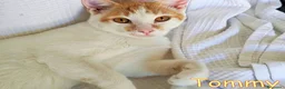 Europeo gatti in regalo:  TOMMY DOLCISSIMO GATTINO - Annuncio 6