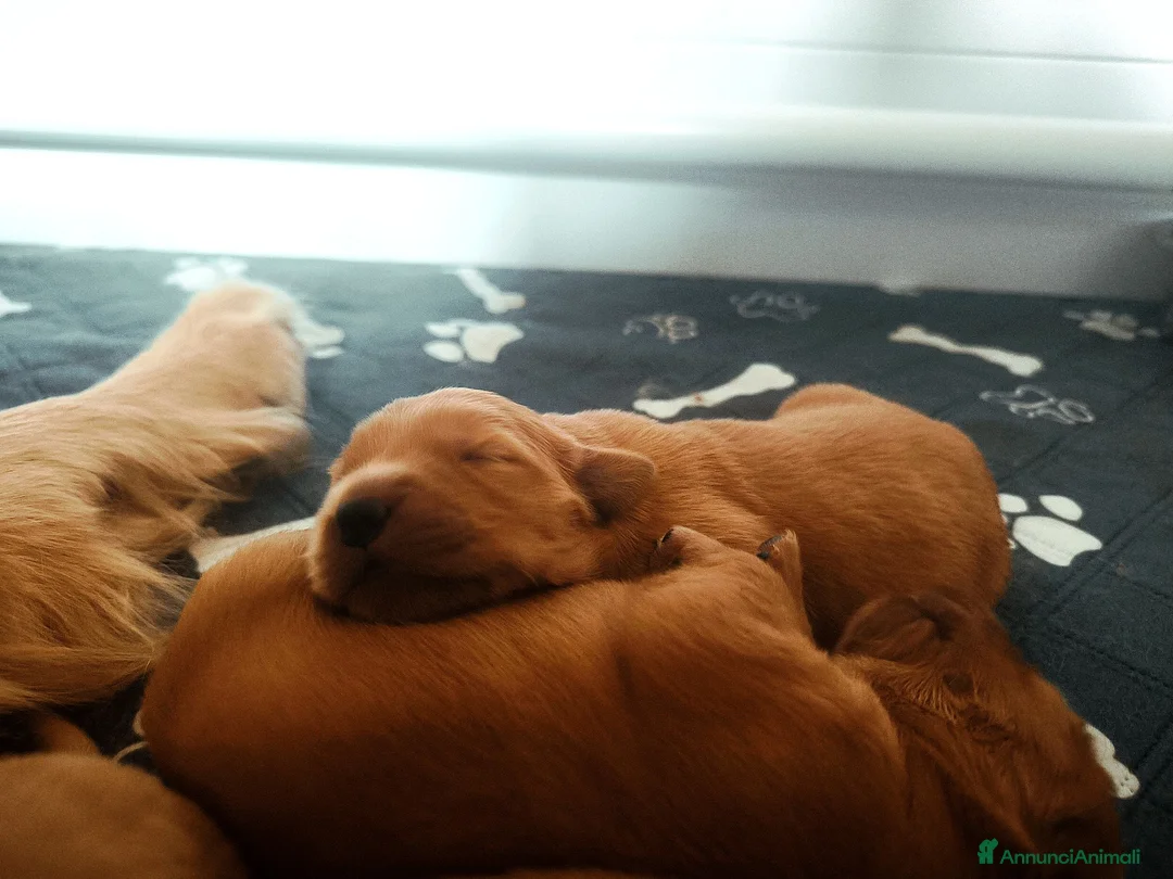 Golden Retriever cani in vendita: Cuccioli Golden Retriever americani 100% a Provincia di Terni - Annuncio 3