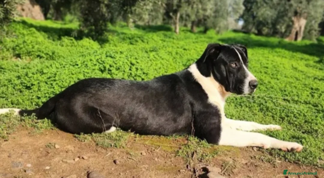 Meticcio cani in regalo: Drago mix Pitbull 11mesi SOS CASA CALABRIA - Annuncio 2