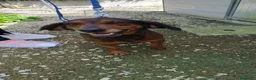 Meticcio cani in regalo: pALLINO - Annuncio 4