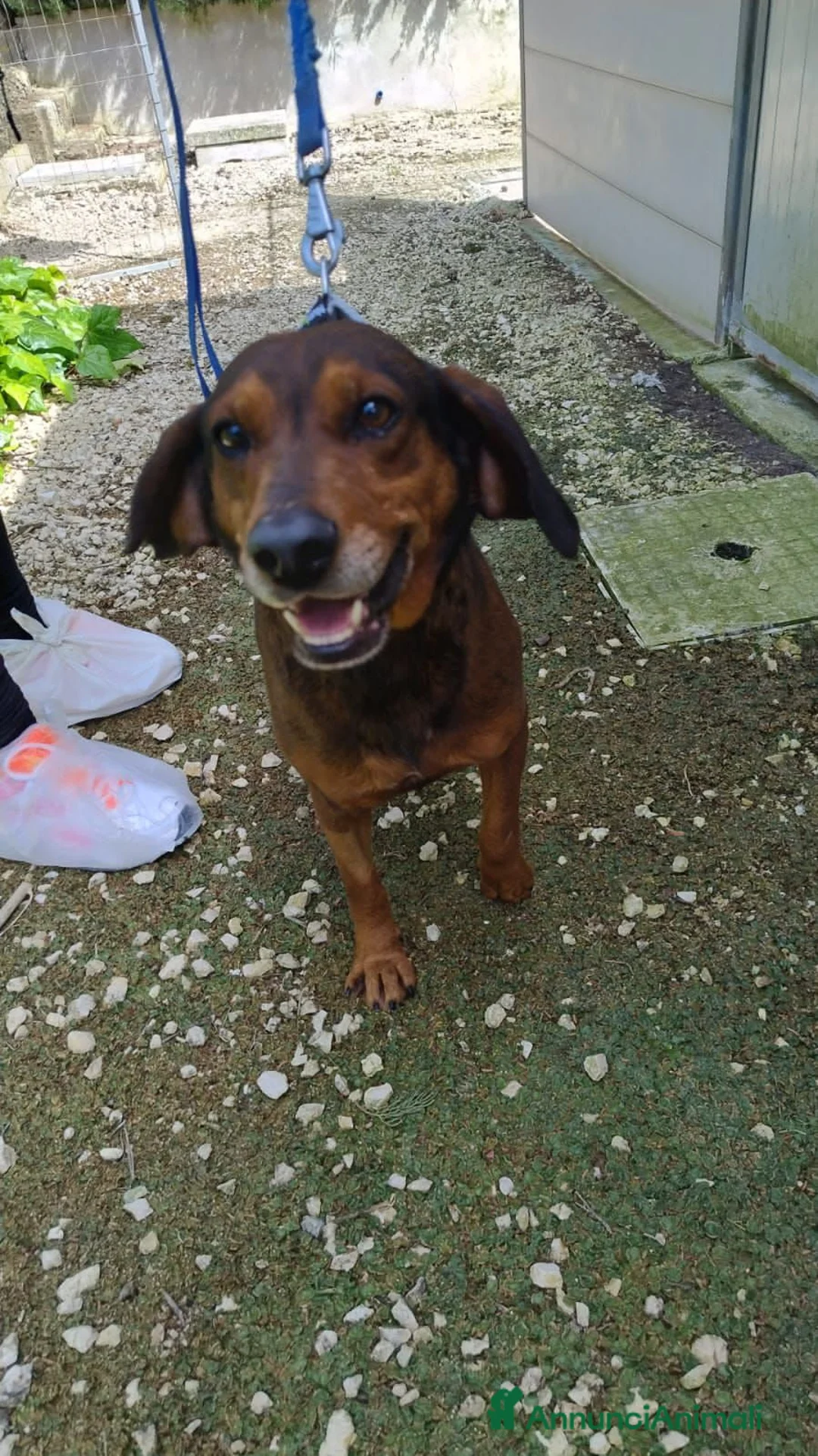 Meticcio cani in regalo: pALLINO - Annuncio 4