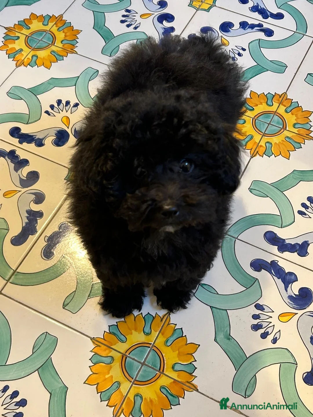 Barboncino cani in vendita: BARBONCINI TOY  - Annuncio 3