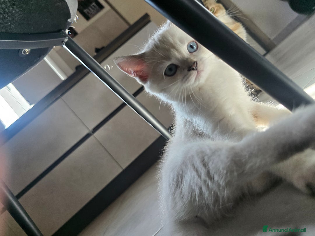 Scottish gatti in vendita: Dolcissimo scottish fold e straight  a Provincia di Brescia - Immagine 32