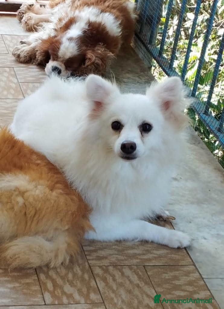 Volpino Italiano cani In adozione 4 anni volpina italiana  - Annuncio 2