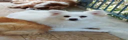 Volpino Italiano cani in regalo: In adozione 4 anni volpina italiana  - Annuncio 1