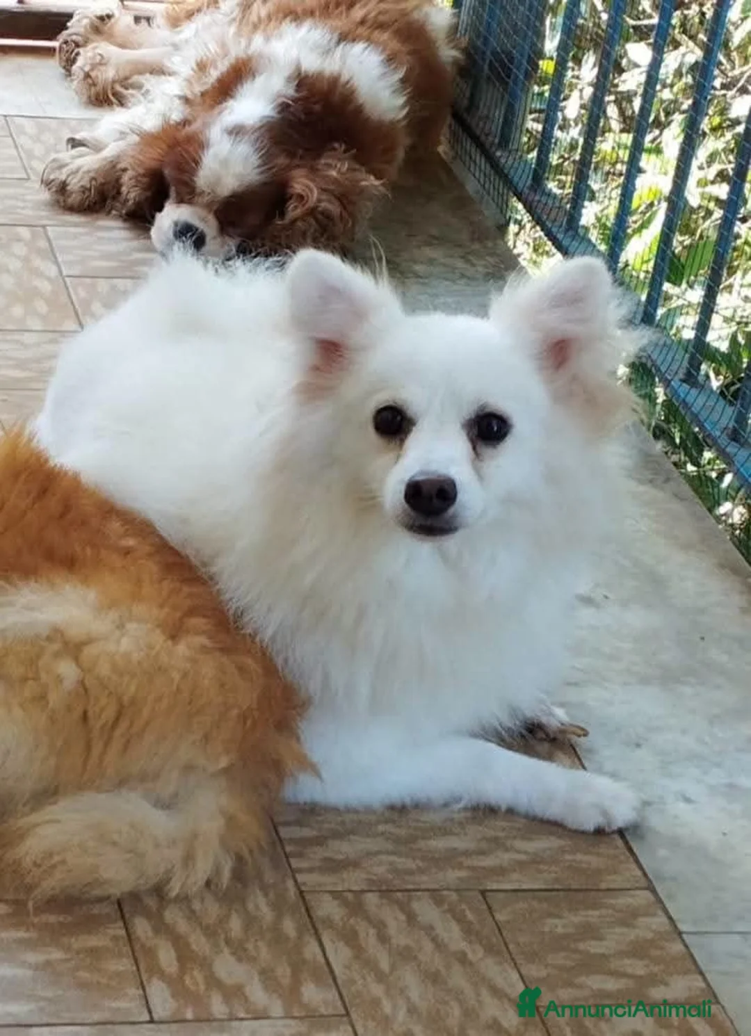 Volpino Italiano cani in regalo: In adozione 4 anni volpina italiana  - Annuncio 1