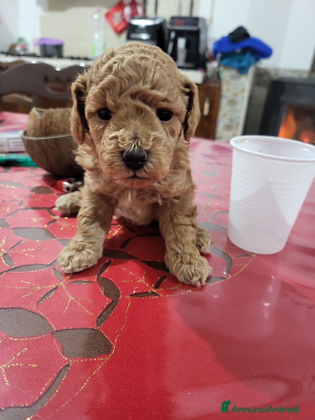 Barboncino Toy cani in vendita: Barboncino minitoy  - Annuncio 1