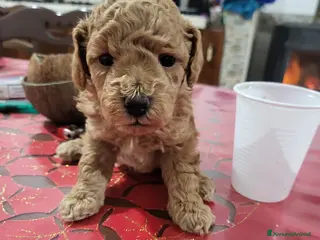 Barboncino Toy cani Barboncino minitoy - Annuncio 13