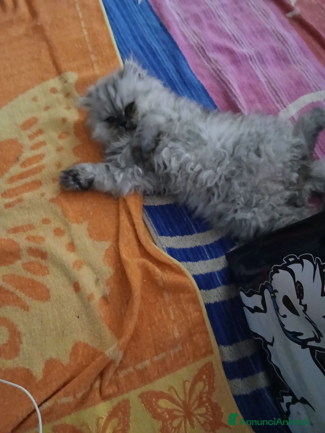 Persiano gatti in vendita: Gattini  - Annuncio 2