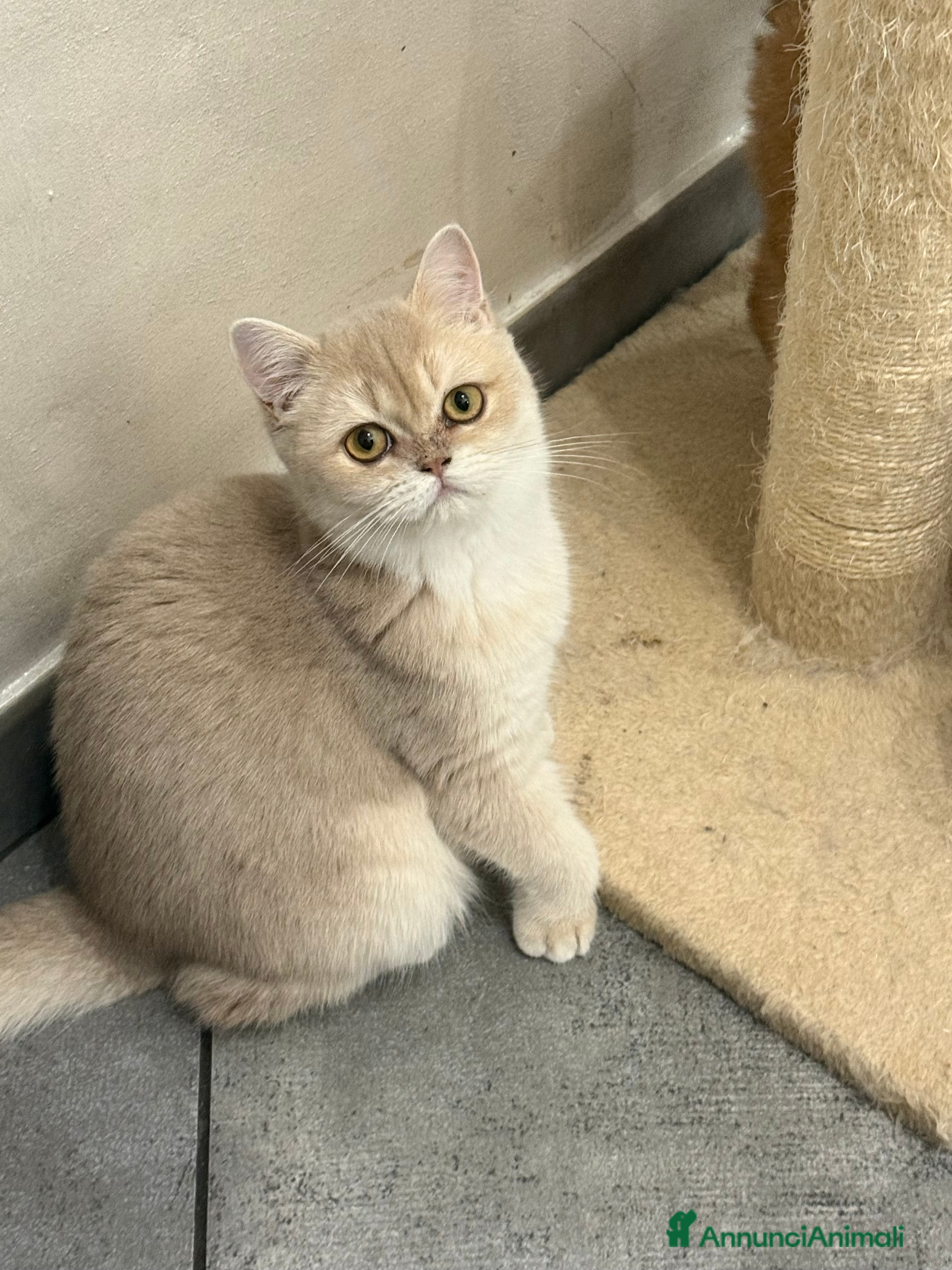 British gatti British lilac Golden  - Annuncio 3