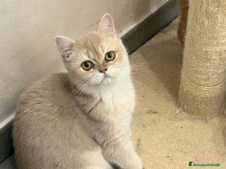 British gatti British lilac Golden - Annuncio 5
