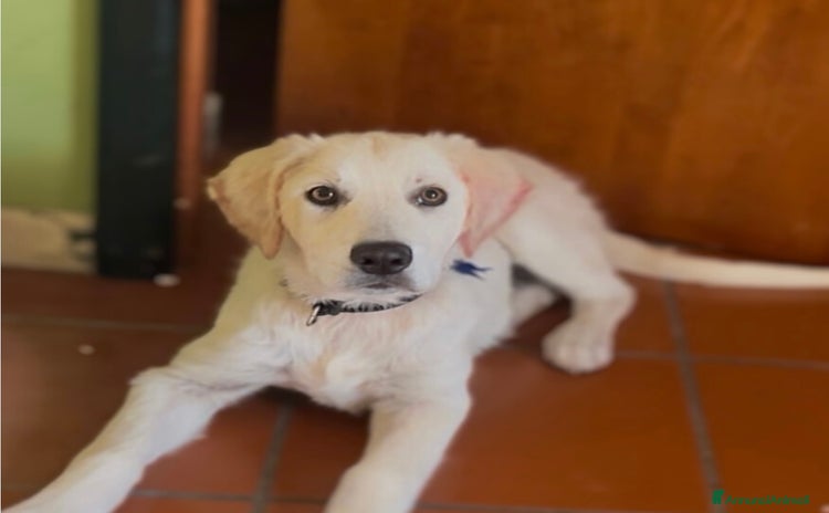 Golden Retriever cani a Provincia di Matera - Annuncio 4