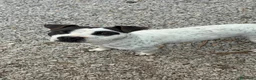 Meticcio cani in regalo: Mini pit bullina, 16 kg. 3 anni  - Annuncio 1