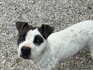 Meticcio cani Mini pit bullina, 16 kg. 3 anni - Annuncio 4