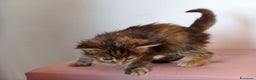 Maine Coon gatti in vendita: Cucciola tortie Maine coon  - Annuncio 6