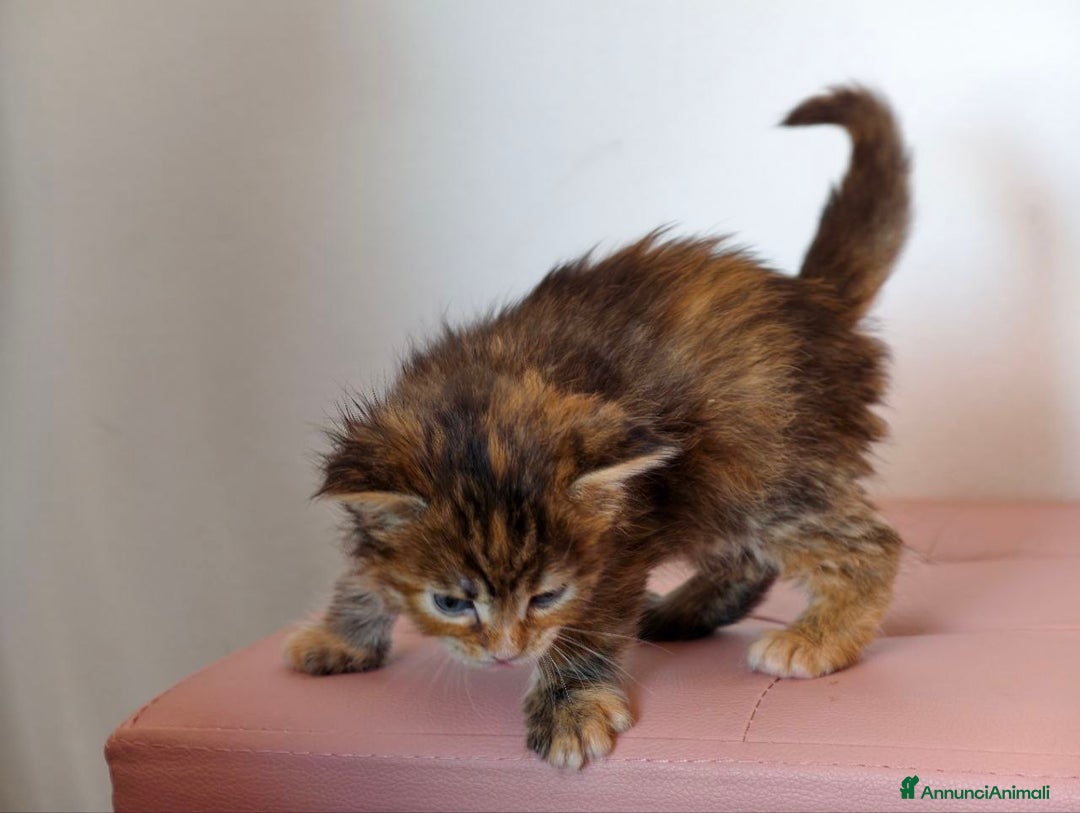 Maine Coon gatti in vendita: Cucciola tortie Maine coon  - Annuncio 6