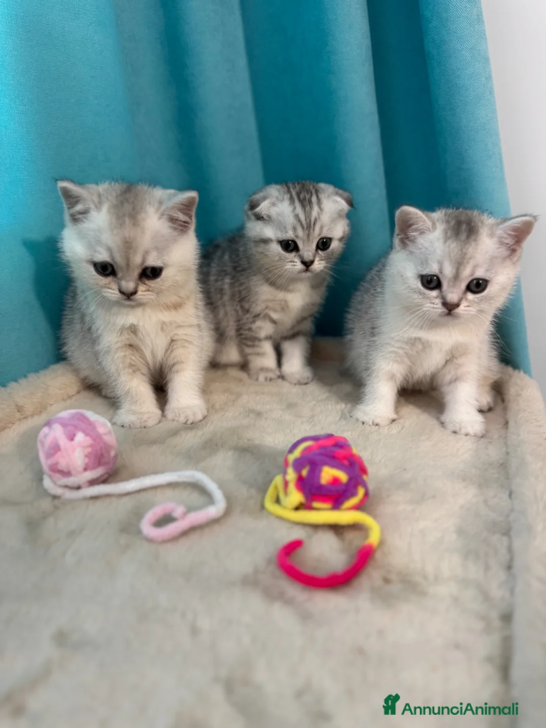 Scottish gatti in vendita: Gatti Scotish Fold e Straight - Annuncio 1