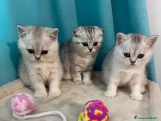 Scottish gatti Gatti Scotish Fold e Straight - Annuncio 24