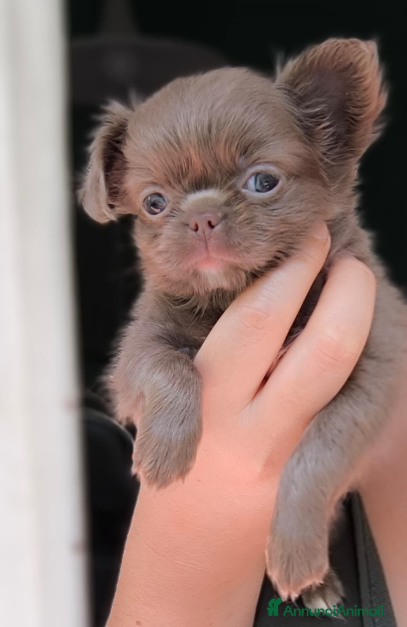Chihuahua cani Chihuahua pelo lungo lilac  - Annuncio 1