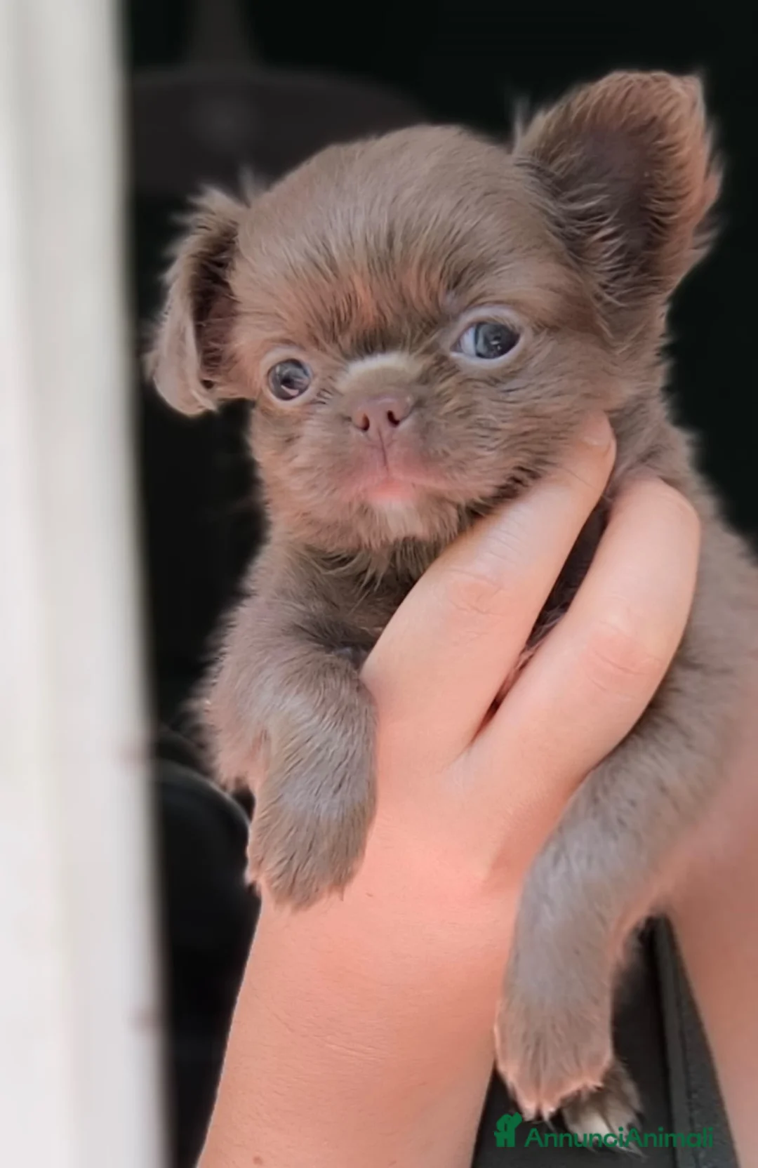 Chihuahua cani in vendita: Chihuahua pelo lungo lilac  - Annuncio 1