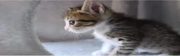Meticcio gatti in regalo: Piccola Giordy - Annuncio 3