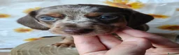 Bassotto cani in vendita: Bassotto femmina  - Annuncio 2