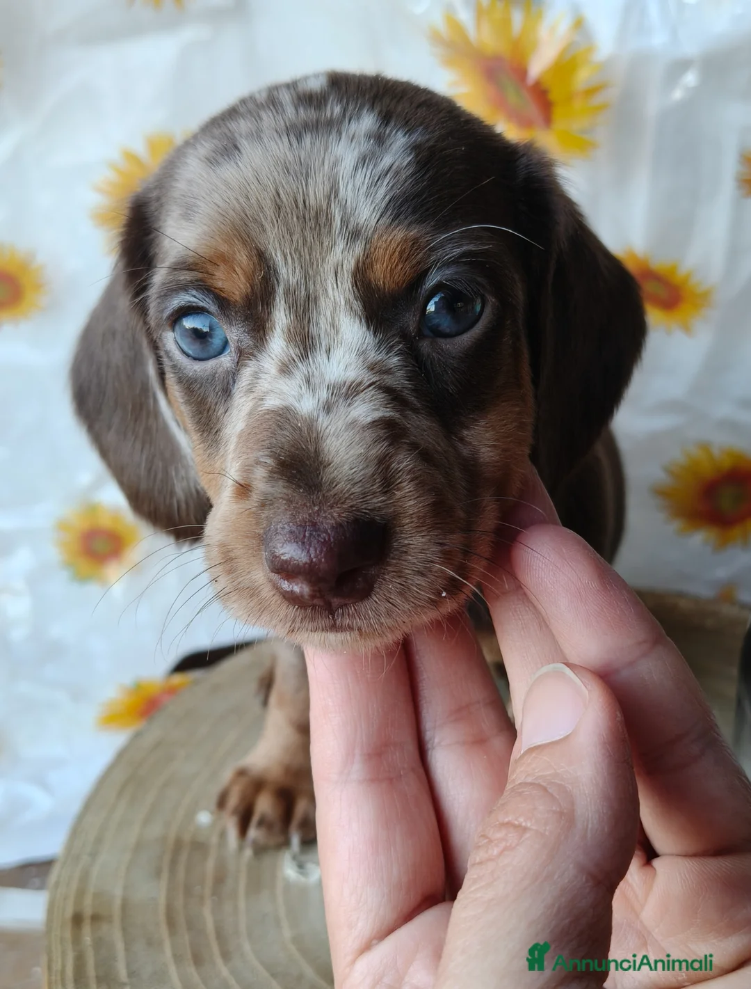 Bassotto cani in vendita: Bassotto femmina  - Annuncio 2