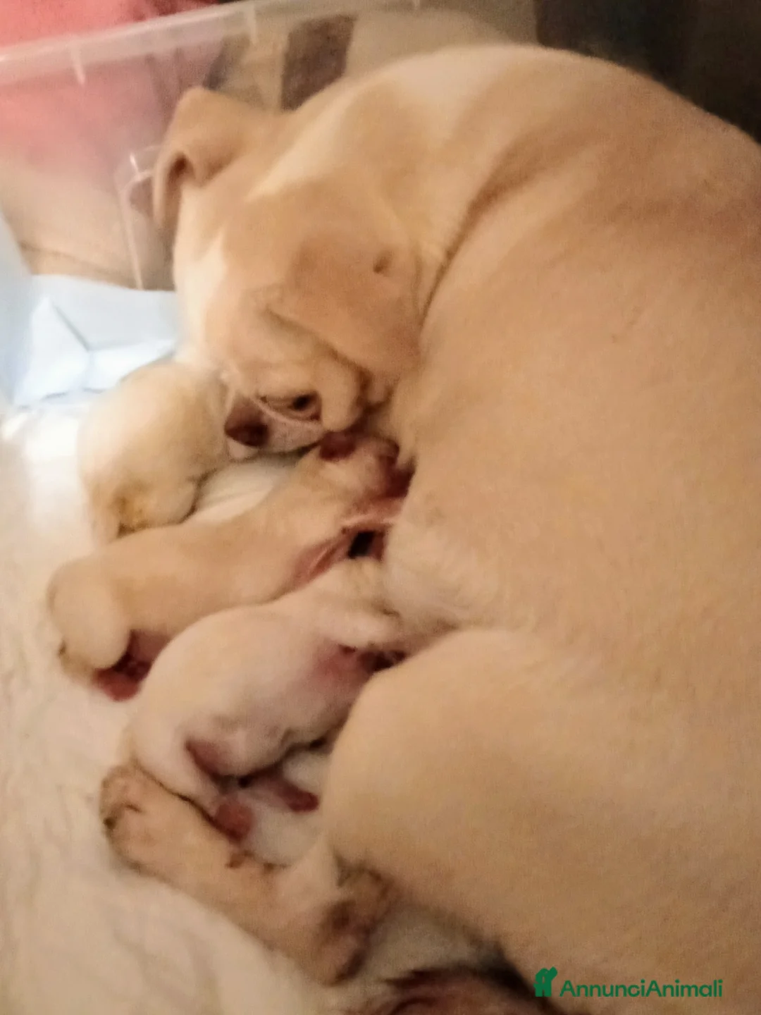 Chihuahua cani in vendita: Cuccioli di chihuahua pedigree ENCI  - Annuncio 2